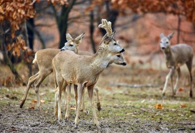 Karaca ve seçici odak renkli sonbahar ormandaki roebuck aile