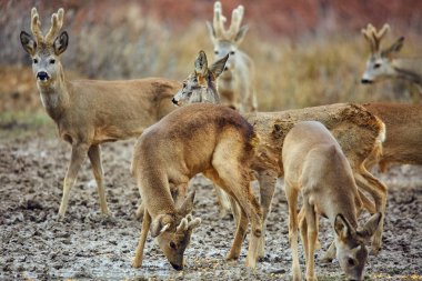 Karaca ve seçici odak renkli sonbahar ormandaki roebuck aile
