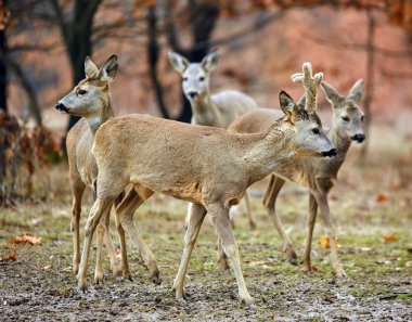 Karaca ve seçici odak renkli sonbahar ormandaki roebuck aile
