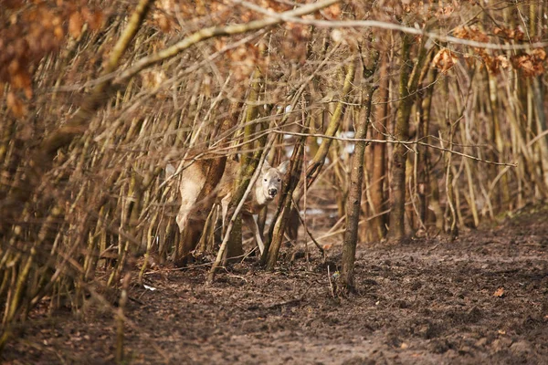 Roebuck Ciervos Camuflados Colorido Bosque Otoñal —  Fotos de Stock