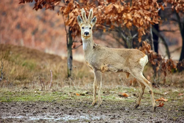 Rådjur Höst Skog Dagtid Selektiv Fokus — Stockfoto