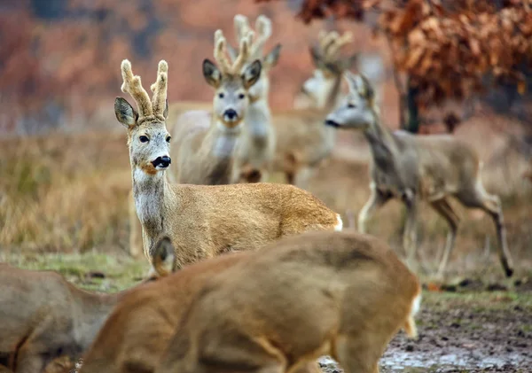 Олень Roebuck Сім Барвисті Осінній Ліс Вибіркове Фокус — стокове фото