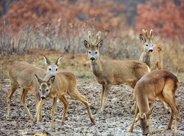 Roe Ciervos Roebuck Familia Colorido Bosque Otoño Enfoque Selectivo —  Fotos de Stock