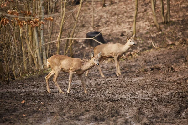 Rehbock Und Reh Buntem Herbstwald Getarnt — Stockfoto