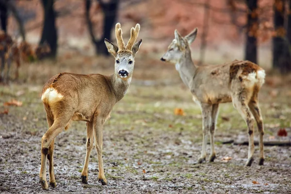 Sarny Roebuck Rodziny Kolorowe Jesień Las Selektywny Fokus — Zdjęcie stockowe