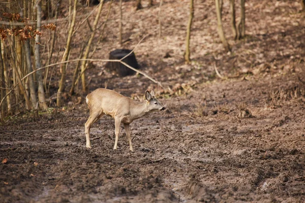 Roebuck Ciervos Camuflados Colorido Bosque Otoñal — Foto de Stock