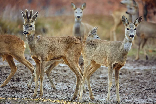 Roe Ciervos Roebuck Familia Colorido Bosque Otoño Enfoque Selectivo —  Fotos de Stock