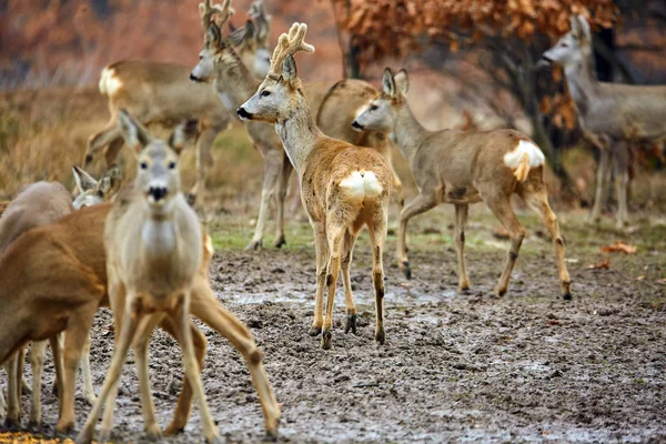 Rådjur Och Roebuck Familj Färgglada Hösten Skogen Selektivt Fokus Stockbild