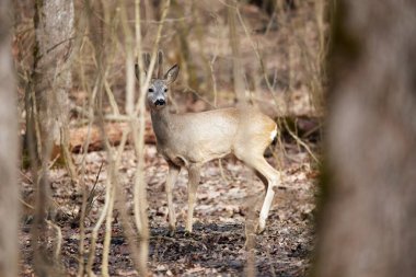Güneşli bir günde bahar ormanda yürüyüş genç Karaca buck