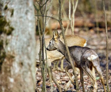 Karaca buck ilkbahar, ormandaki kuş sürüsü