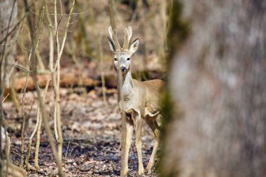 Güneşli bir günde bahar ormanda yürüyüş genç Karaca buck