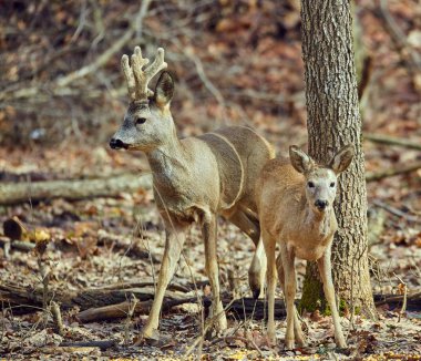Karaca buck ilkbahar, ormandaki kuş sürüsü