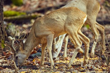 Karaca buck ilkbahar, ormandaki kuş sürüsü