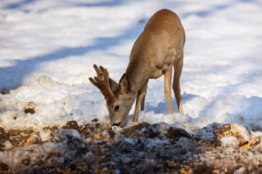 Karaca karlı kış ormanda besleme