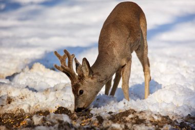 Karaca karlı kış ormanda besleme
