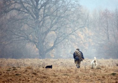 Çoban köpekleri alanda yürüyüş ile Arkadan Görünüm