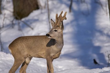 Karaca karlı ormandaki ağaçlar arasında