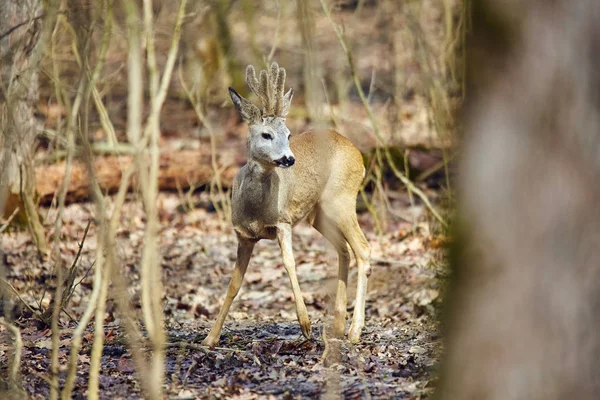 Jonge Ree Buck Wandelen Voorjaar Woud Zonnige Dag — Stockfoto