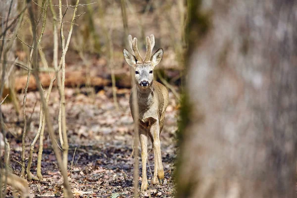 Young Roe Deer Buck Walking Spring Forest Sunny Day — Stock Photo, Image