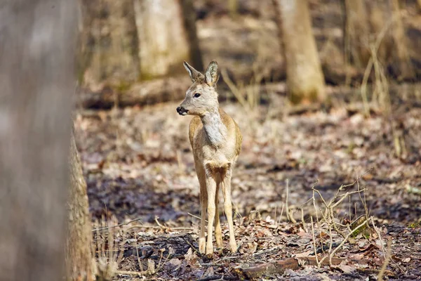 Jovem Corça Cervo Buck Andando Floresta Primavera Dia Ensolarado — Fotografia de Stock
