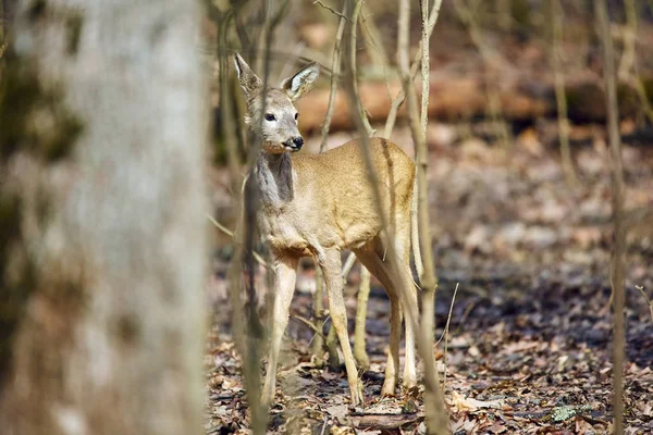 Giovane Capriolo Buck Camminare Nella Foresta Primaverile Nella Giornata Sole — Foto Stock