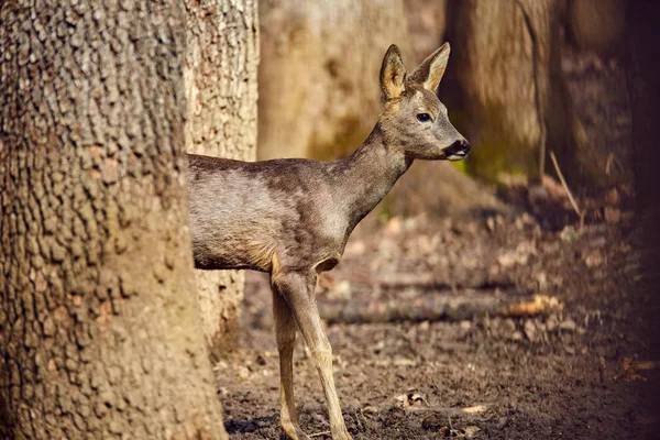 Giovane Capriolo Buck Camminare Nella Foresta Primaverile Nella Giornata Sole — Foto Stock