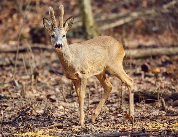 Young Roe Deer Buck Walking Spring Forest Sunny Day — Stock Photo, Image