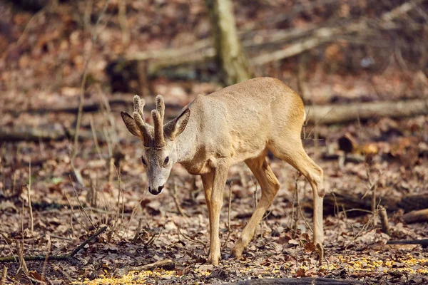 Srnec Mladý Buck Procházky Lese Jaře Slunečný Den — Stock fotografie