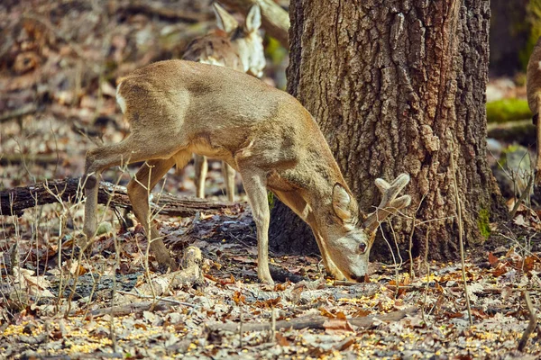 Νεαρά Ζαρκάδια Buck Περπάτημα Στο Δάσος Άνοιξη Στην Ηλιόλουστη Μέρα — Φωτογραφία Αρχείου