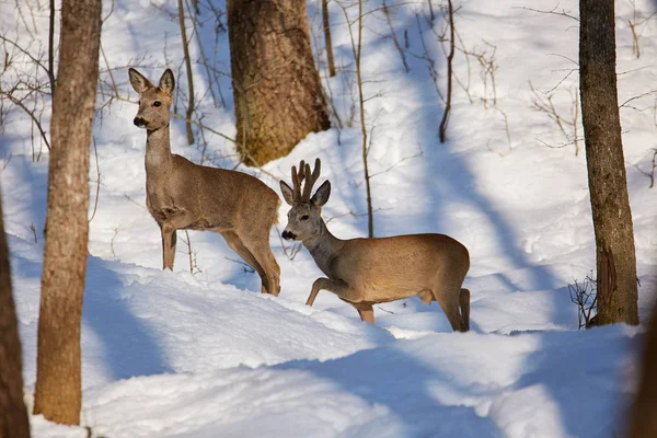Ζευγάρι Των Ζαρκάδια Περπάτημα Στο Δάσος Του Χειμώνα Χιονισμένο — Φωτογραφία Αρχείου