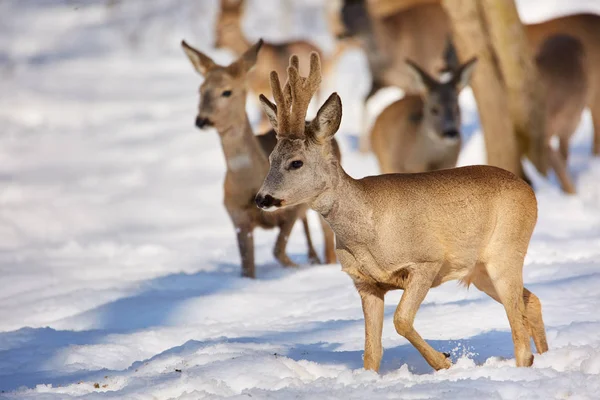 Bevy Roe Deer Walking Trees Winter Snowy Forest — Stock Photo, Image