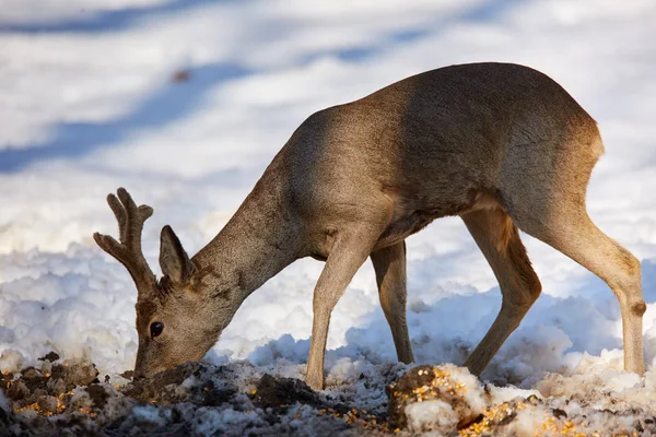 Roe Deer Feeding Winter Snowy Forest — Stock Photo, Image