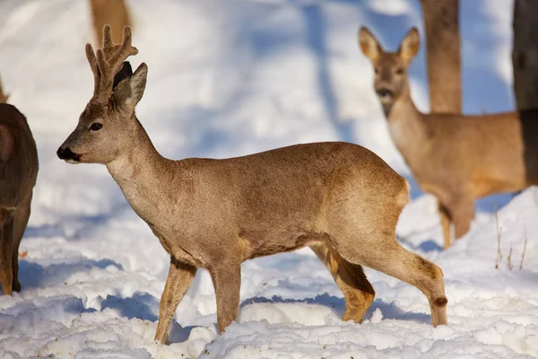 Bevy Roe Deers Looking Food Snowy Forest — Stock Photo, Image