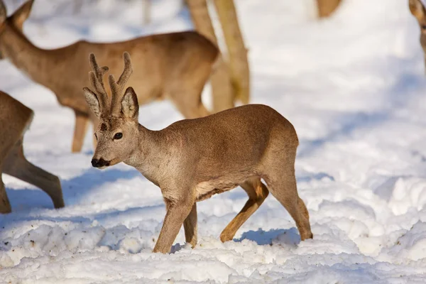 Bevy Roe Deers Looking Food Snowy Forest — Stock Photo, Image