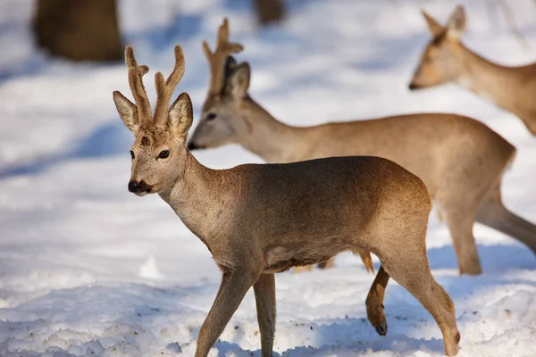 Bevy Roe Deers Looking Food Snowy Forest — Stock Photo, Image