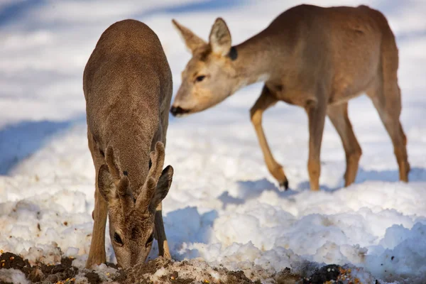 Schar Von Rehwild Beim Fressen Verschneiten Gefrorenen Wald — Stockfoto