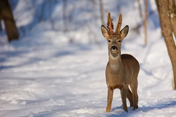 Roe Deer Snowy Forest Trees — Stock Photo, Image