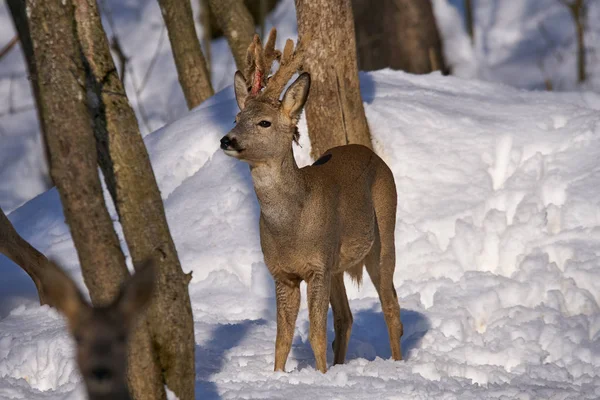 Roe Deer Snowy Forest Trees — Stock Photo, Image