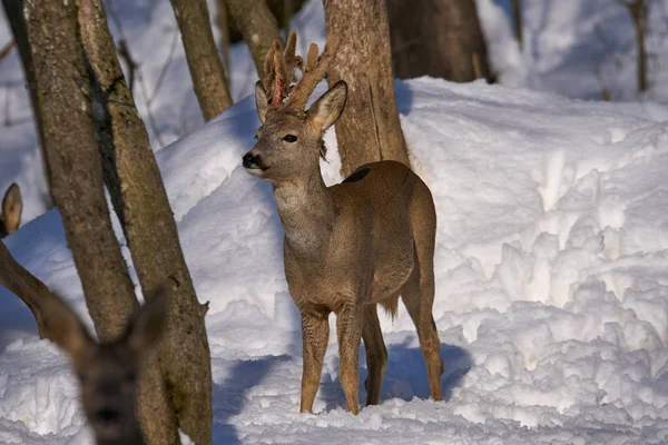 Roe Deer Snowy Forest Trees — Stock Photo, Image