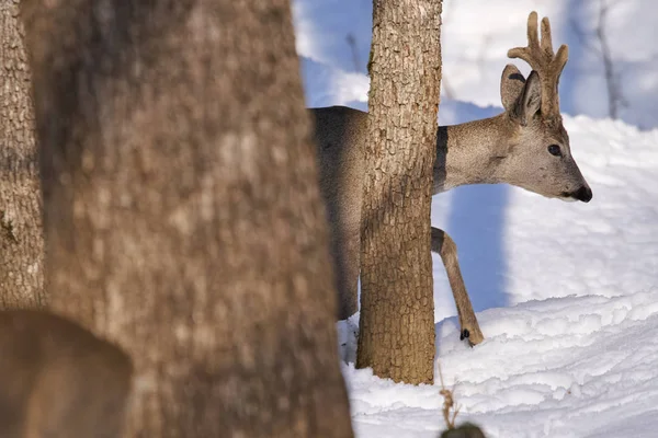 Roe Deer Walking Trees Winter Forest — Stock Photo, Image