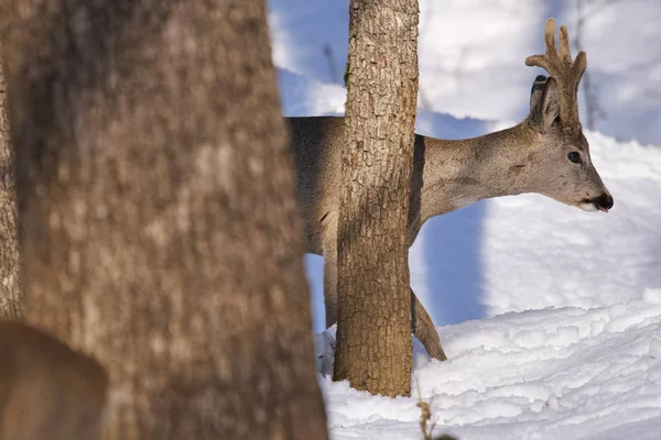 Roe Deer Walking Trees Winter Forest — Stock Photo, Image