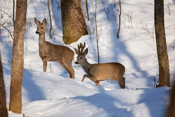 Casal Corça Cervo Andando Floresta Nevada Inverno Fotos De Bancos De Imagens