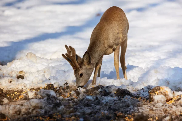 冬雪森林中的雄鹿饲养 免版税图库照片
