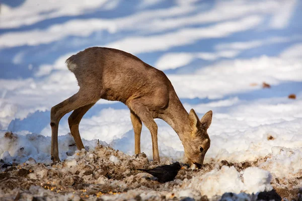 Roe Deer Feeding Winter Snowy Forest Stock Photo