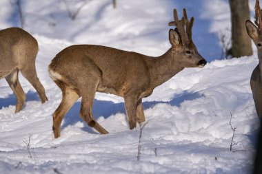  Karaca geyikler karlı ormanda yiyecek arayan kuş sürüsü