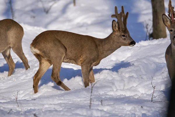 Bevy Roe Deers Looking Food Snowy Forest — Stock Photo, Image