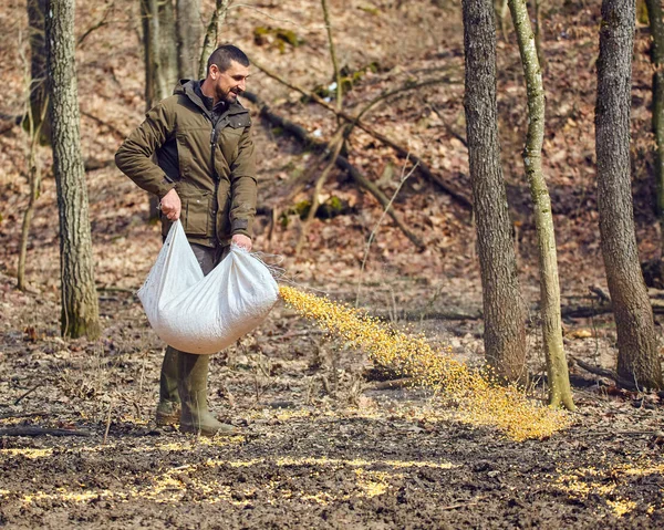 Forest Ranger Spilling Maize Ground Wild Animals Feeding Spot — Stock Photo, Image