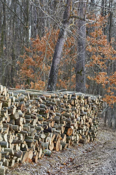 Enormi Pile Legno Tagliate Dallo Sfruttamento Forestale — Foto Stock