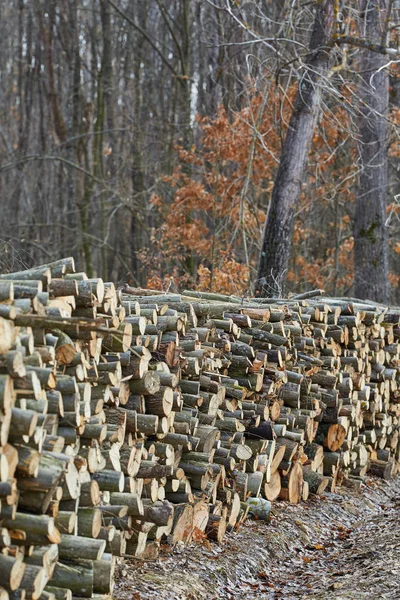 Enormi Pile Legno Tagliate Dallo Sfruttamento Forestale — Foto Stock