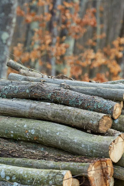 Enormes Pilhas Madeira Cortadas Pela Exploração Florestal — Fotografia de Stock